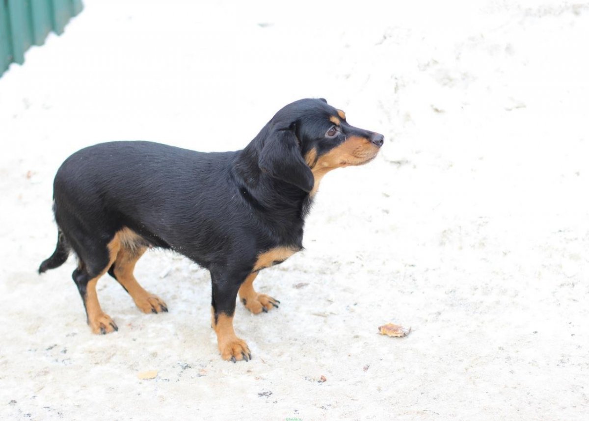 Такса и Цвергпинчер