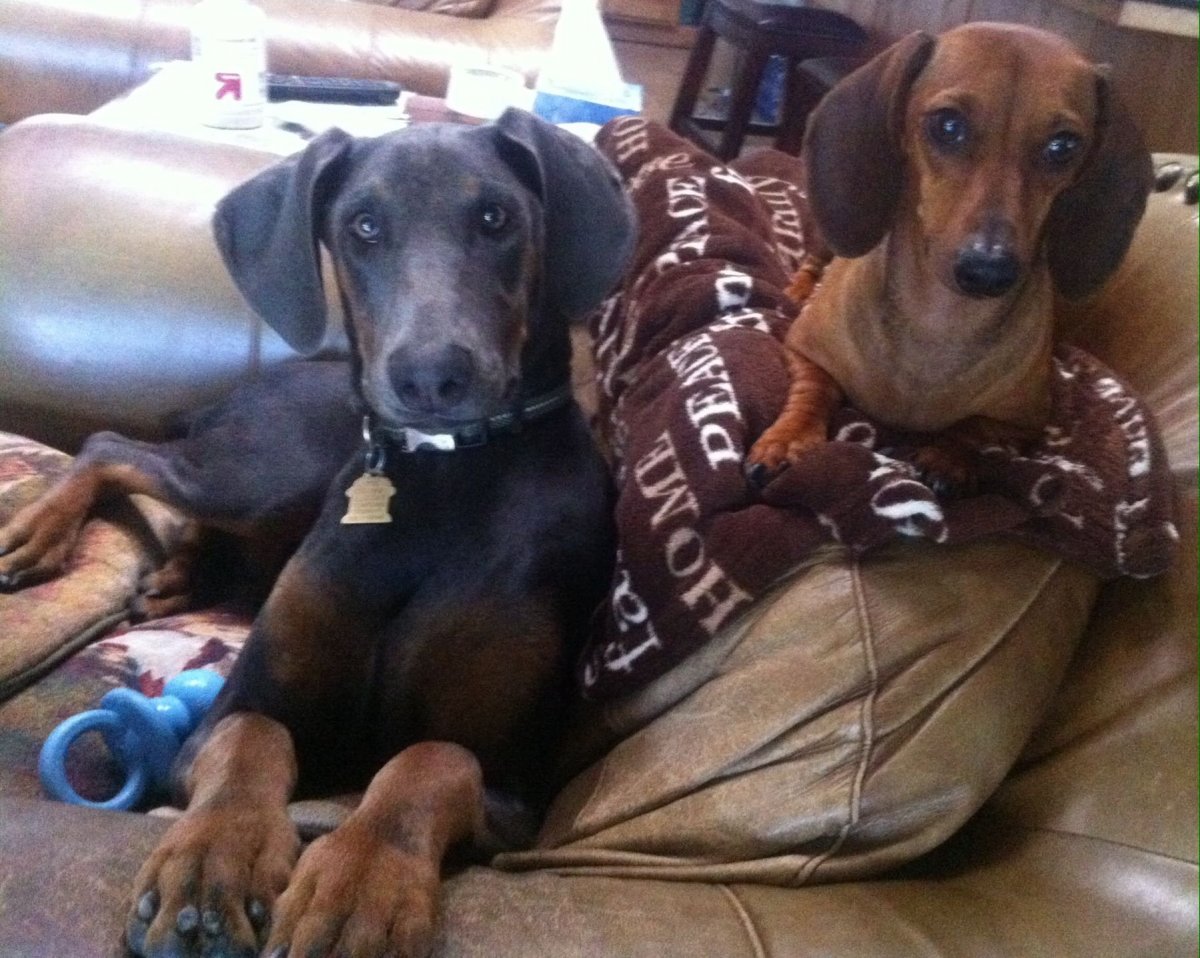 Доберман Инстаграм