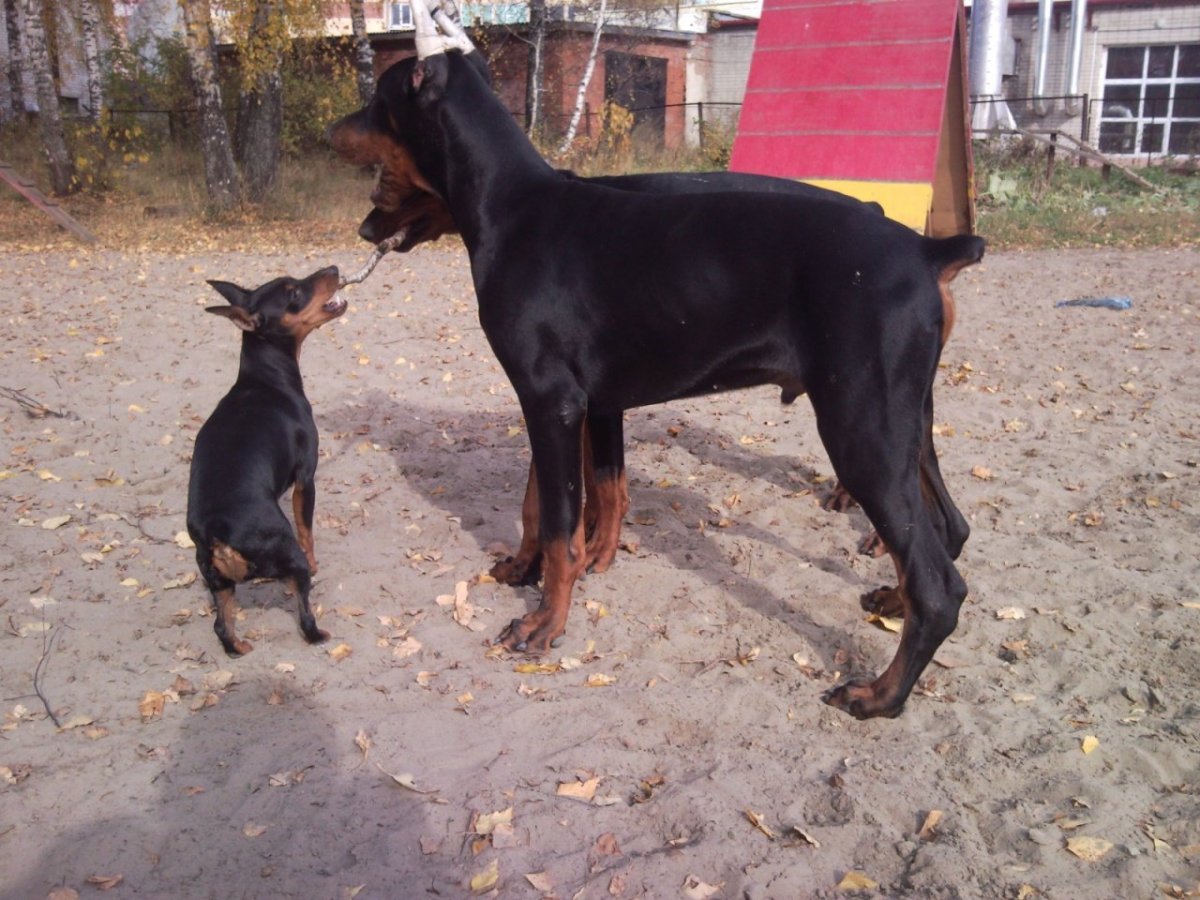 Ягдтерьер смесь с таксой