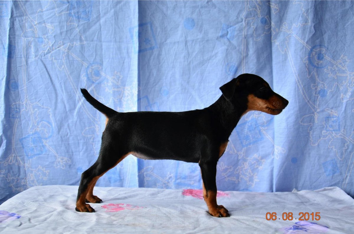 Ягдтерьер и такса