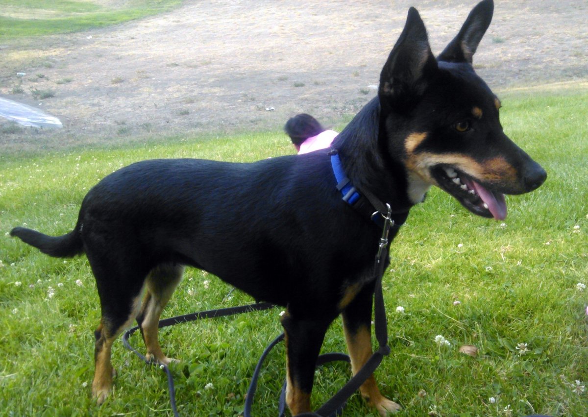 Цвергпинчер подпалый