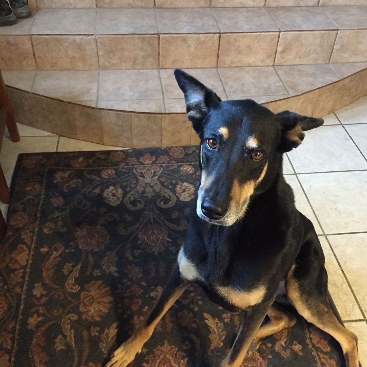 Такса пинчер