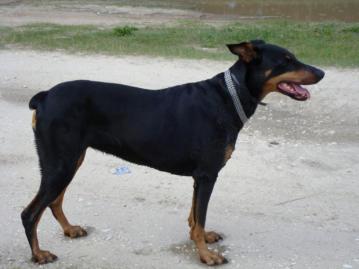 Метис таксы и добермана