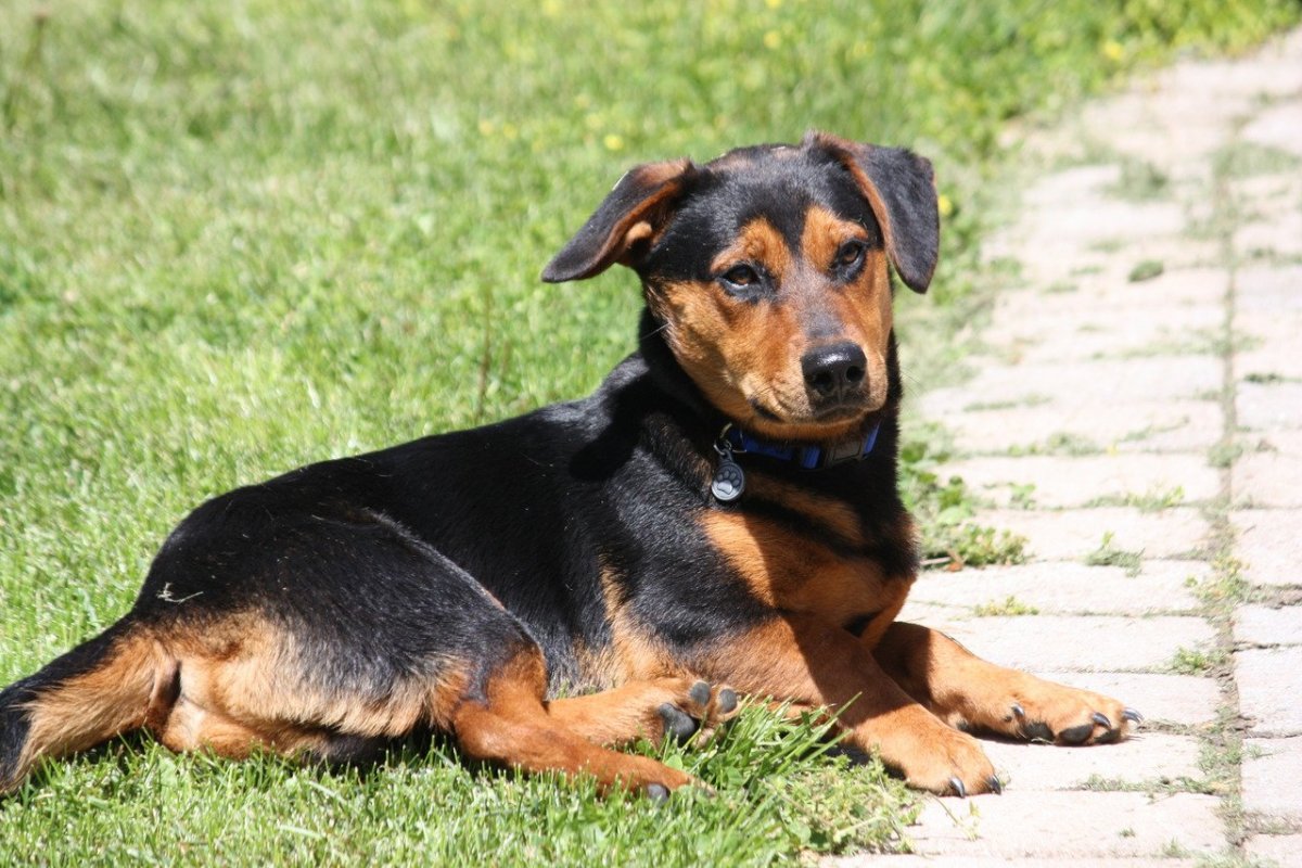 Смесь добермана и таксы