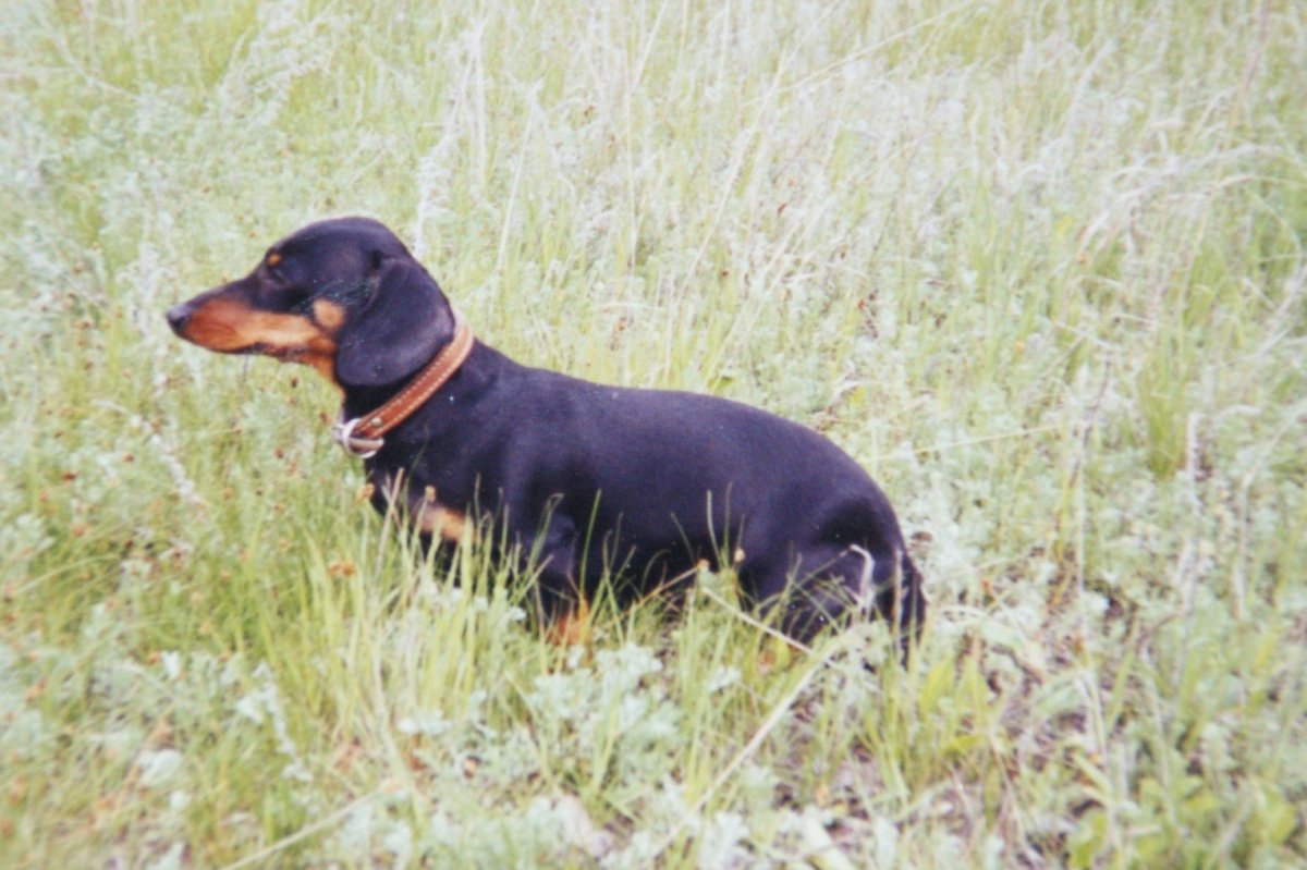Смесь добермана и таксы