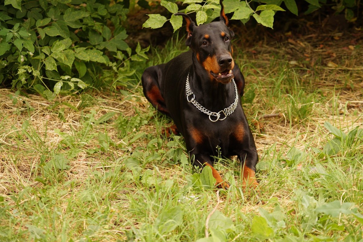 Доберман и Лада