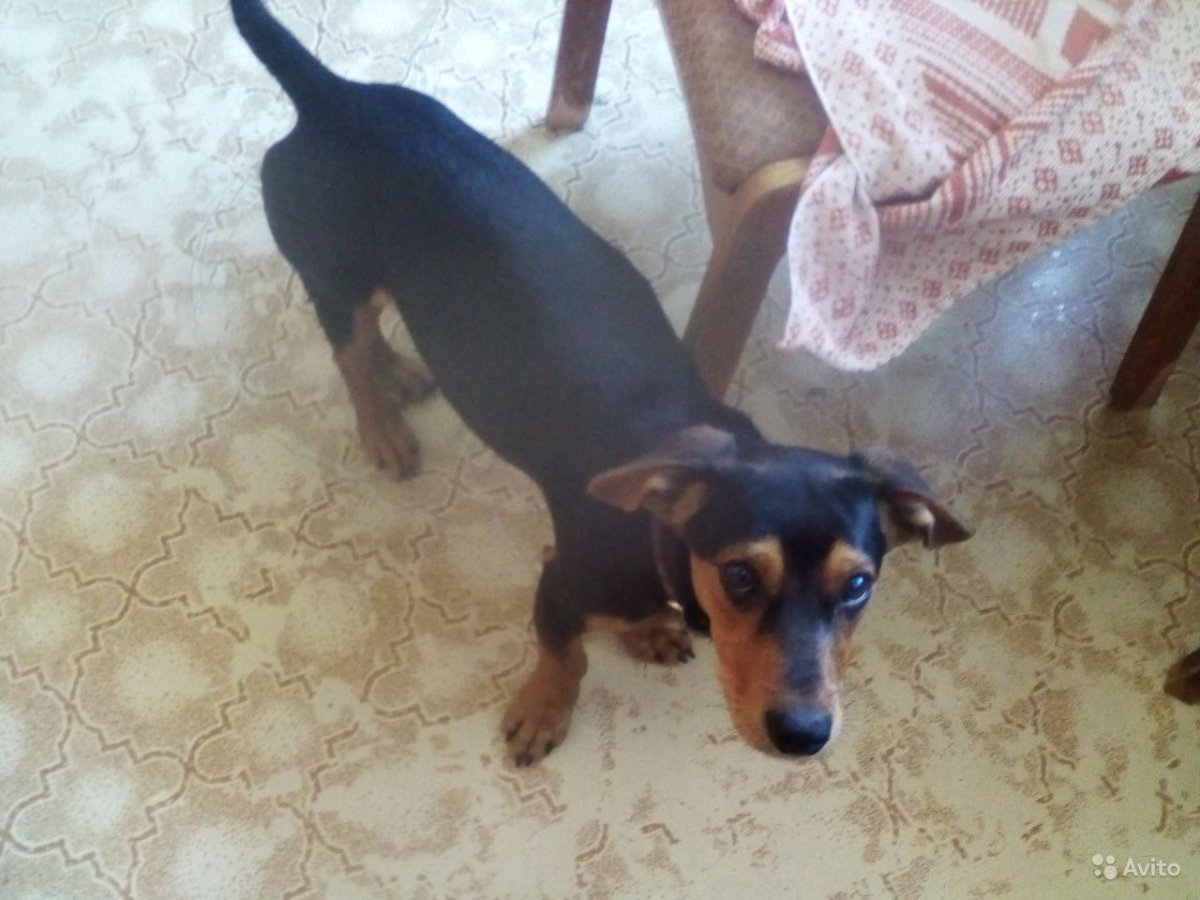 Метис Доберман и дворняжка