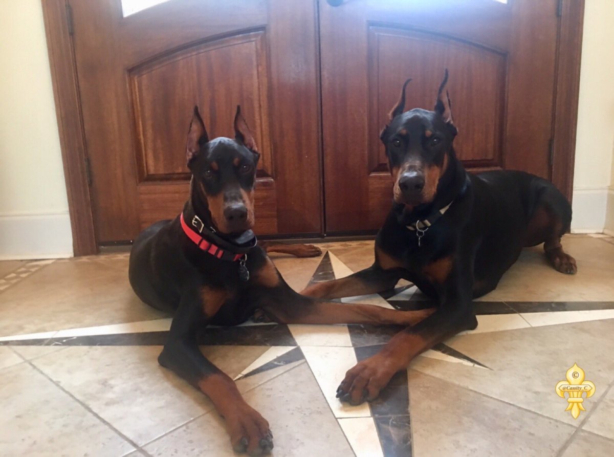 Цвергпинчер Ягдтерьер метис