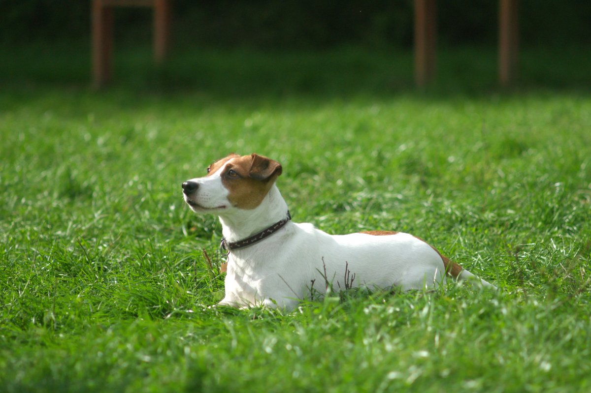 Собака Джек Рассел терьер