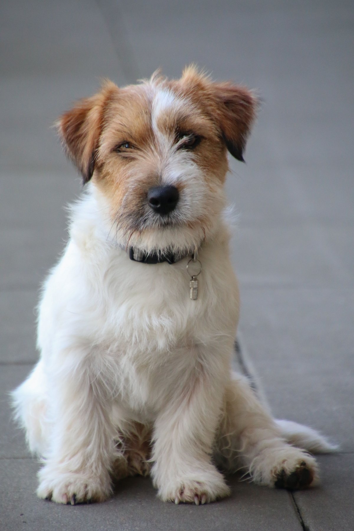 Жесткогерсиный джекрасселтертер