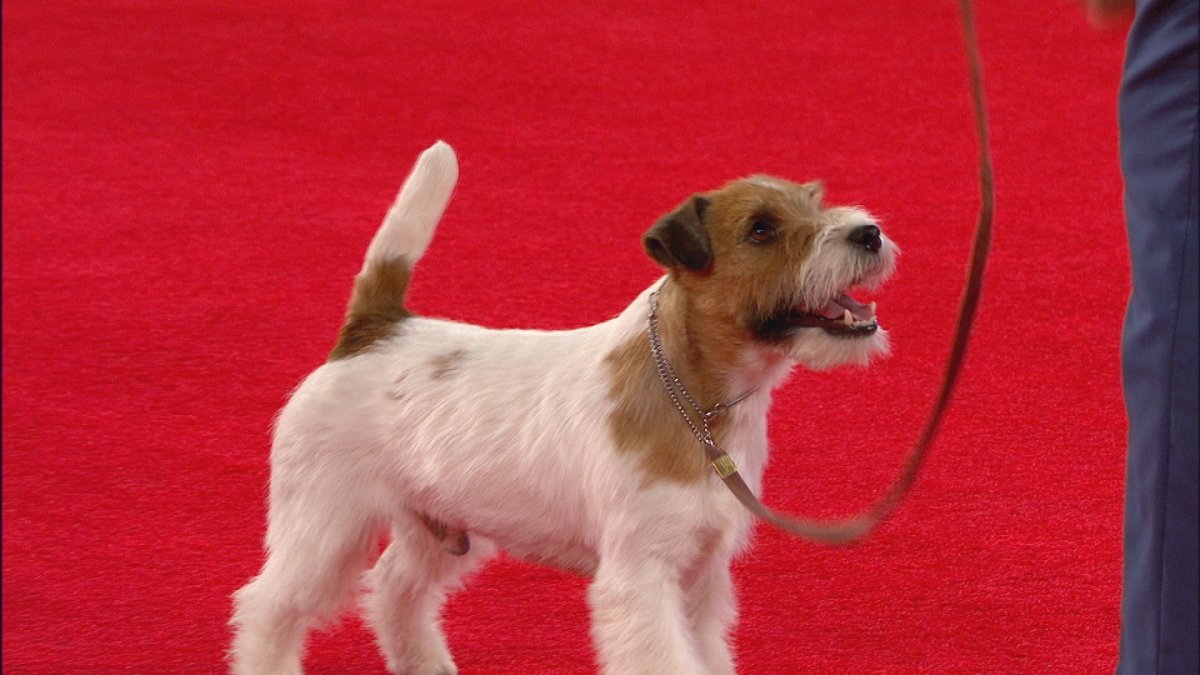 Вайт Рассел терьер