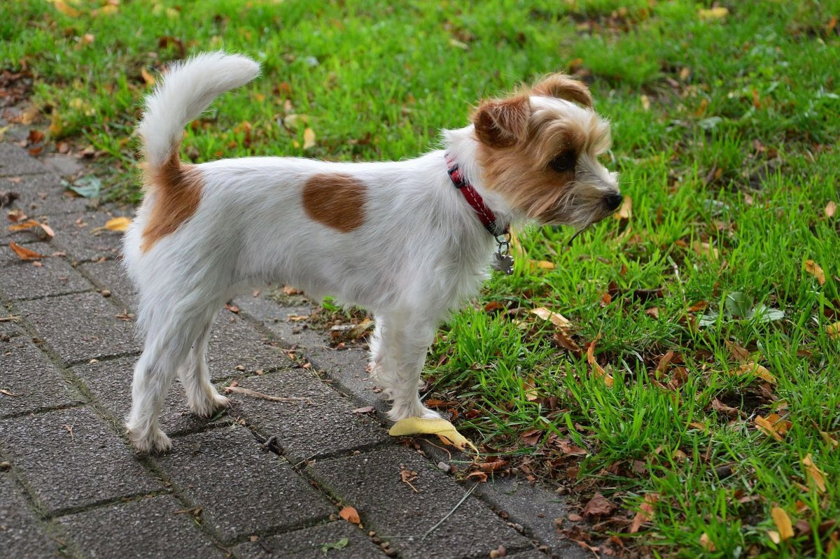 Кромфорлендер с хозяином