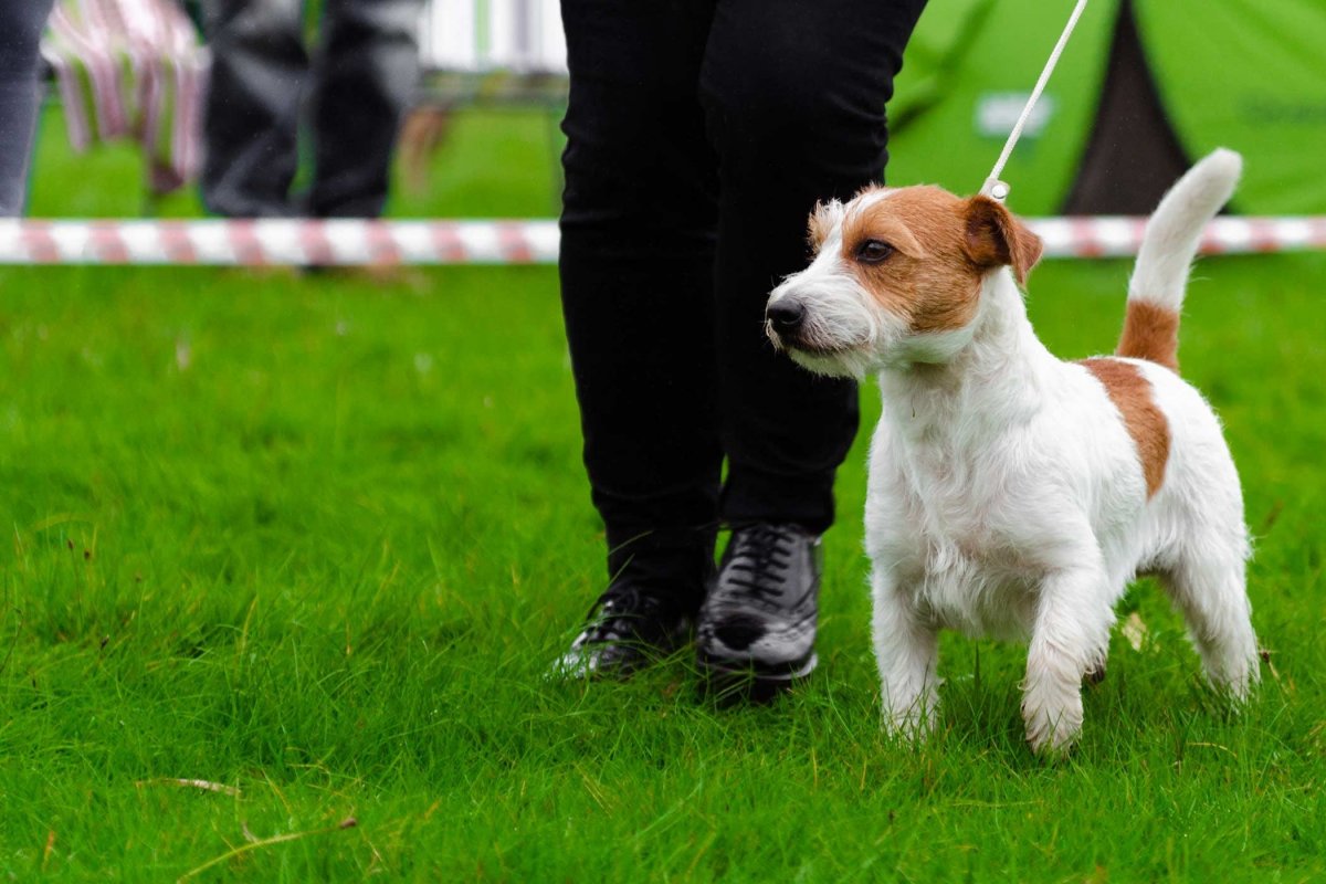 Рекс терьер