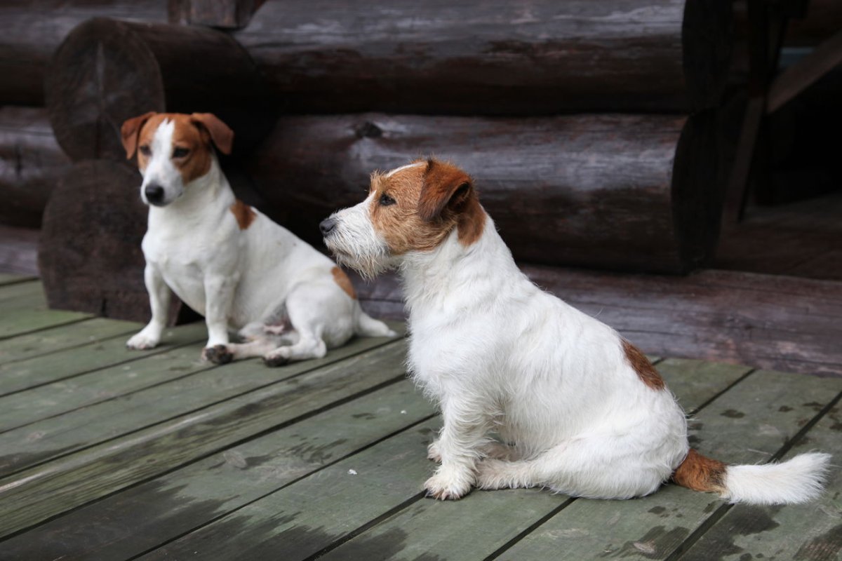 Джек Рассел терьер жесткошерстный и гладкошерстный