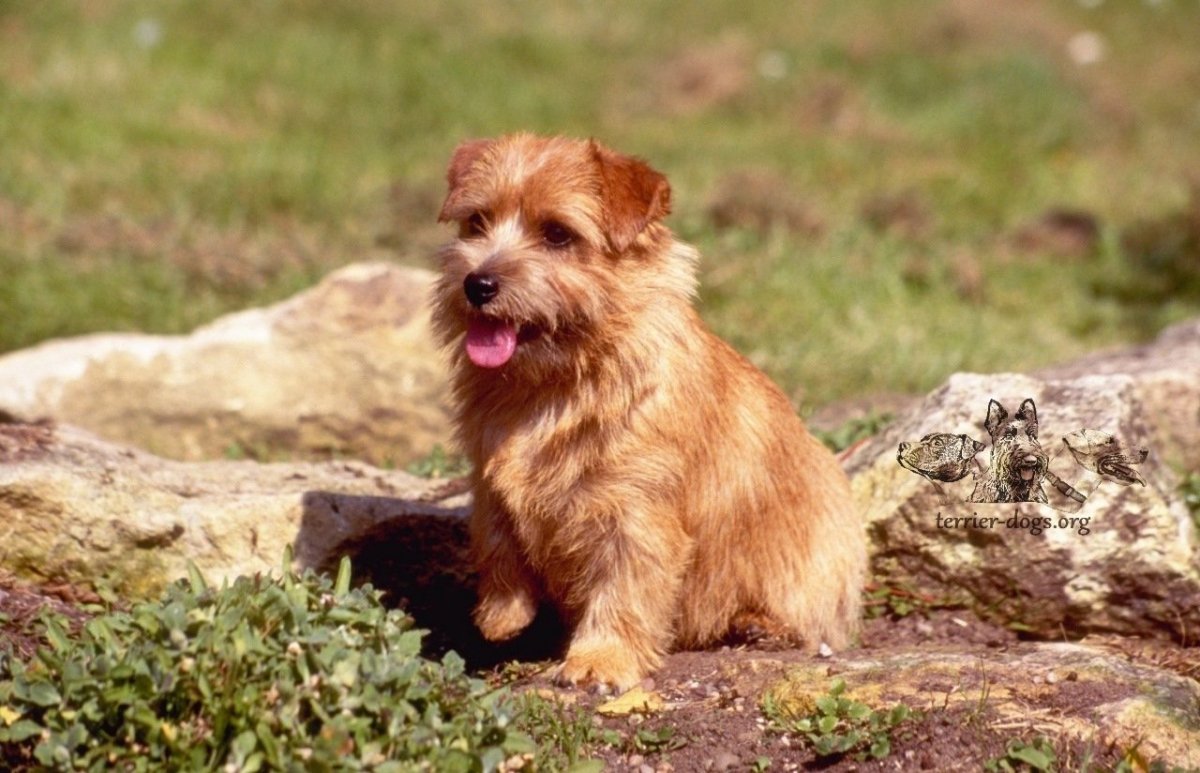 Норфолк терьер