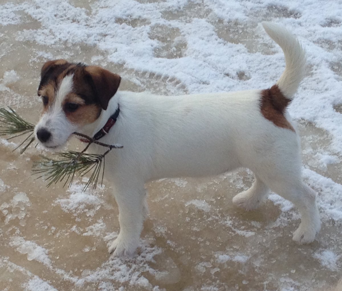 Имя для Джек Рассел терьера