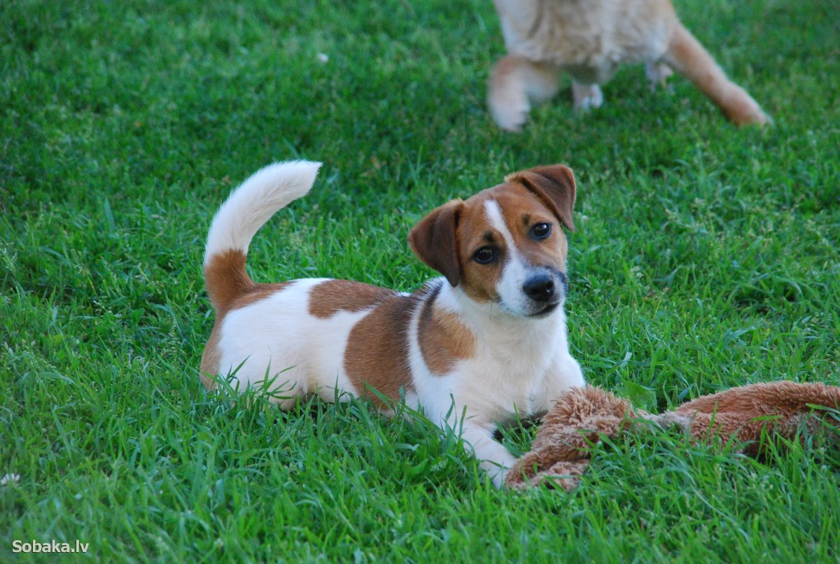 Порода Джек Рассел терьер
