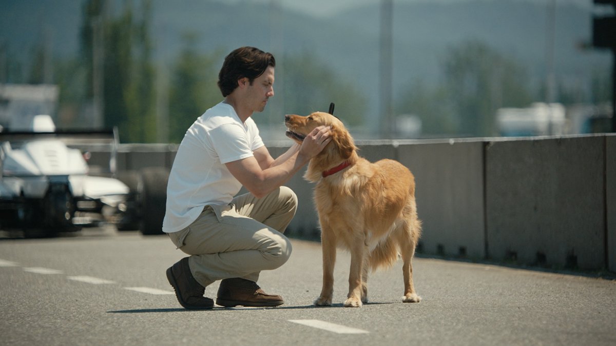Собачья жизнь глазами Энцо