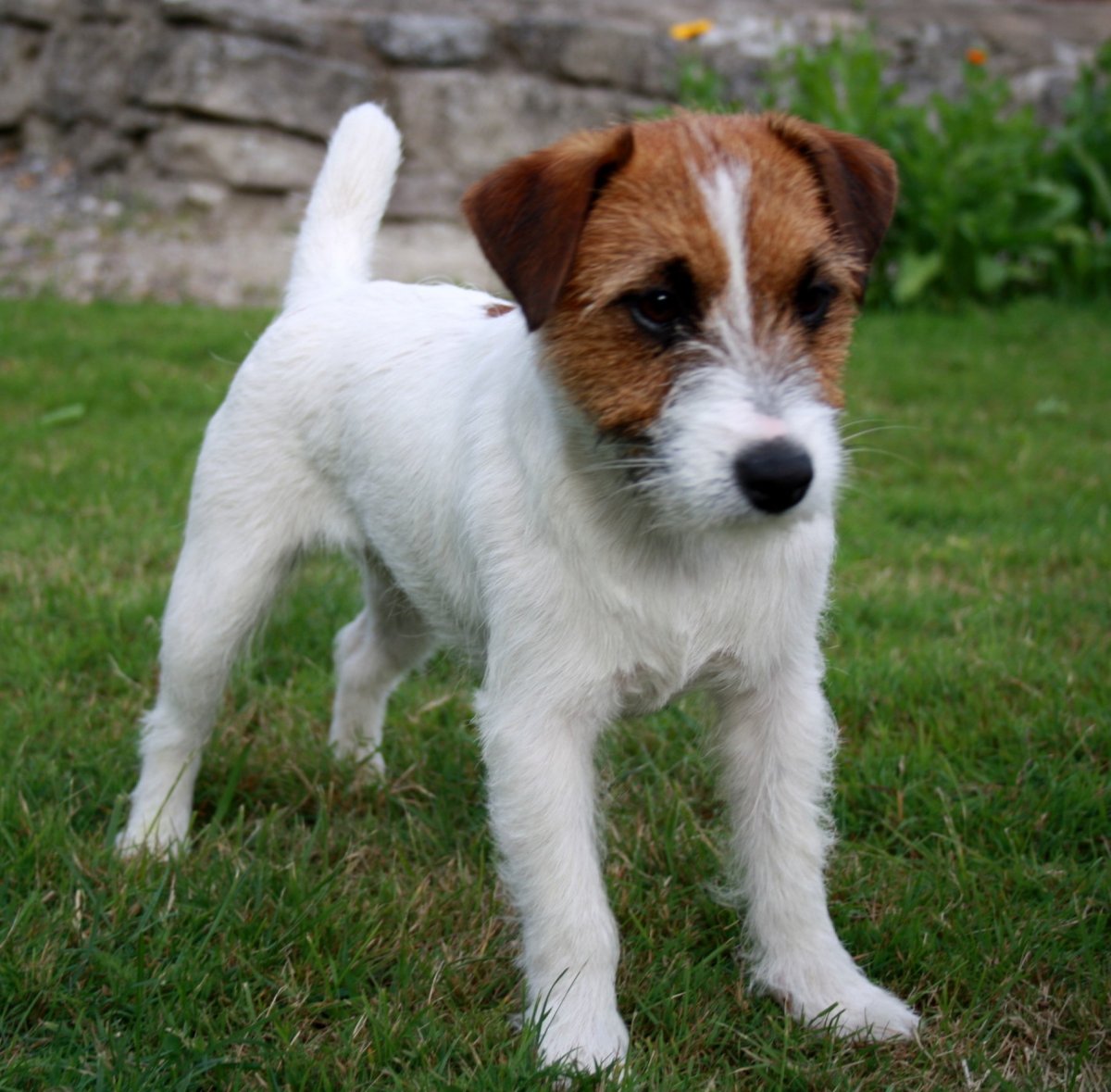 Кросс Рассел терьер