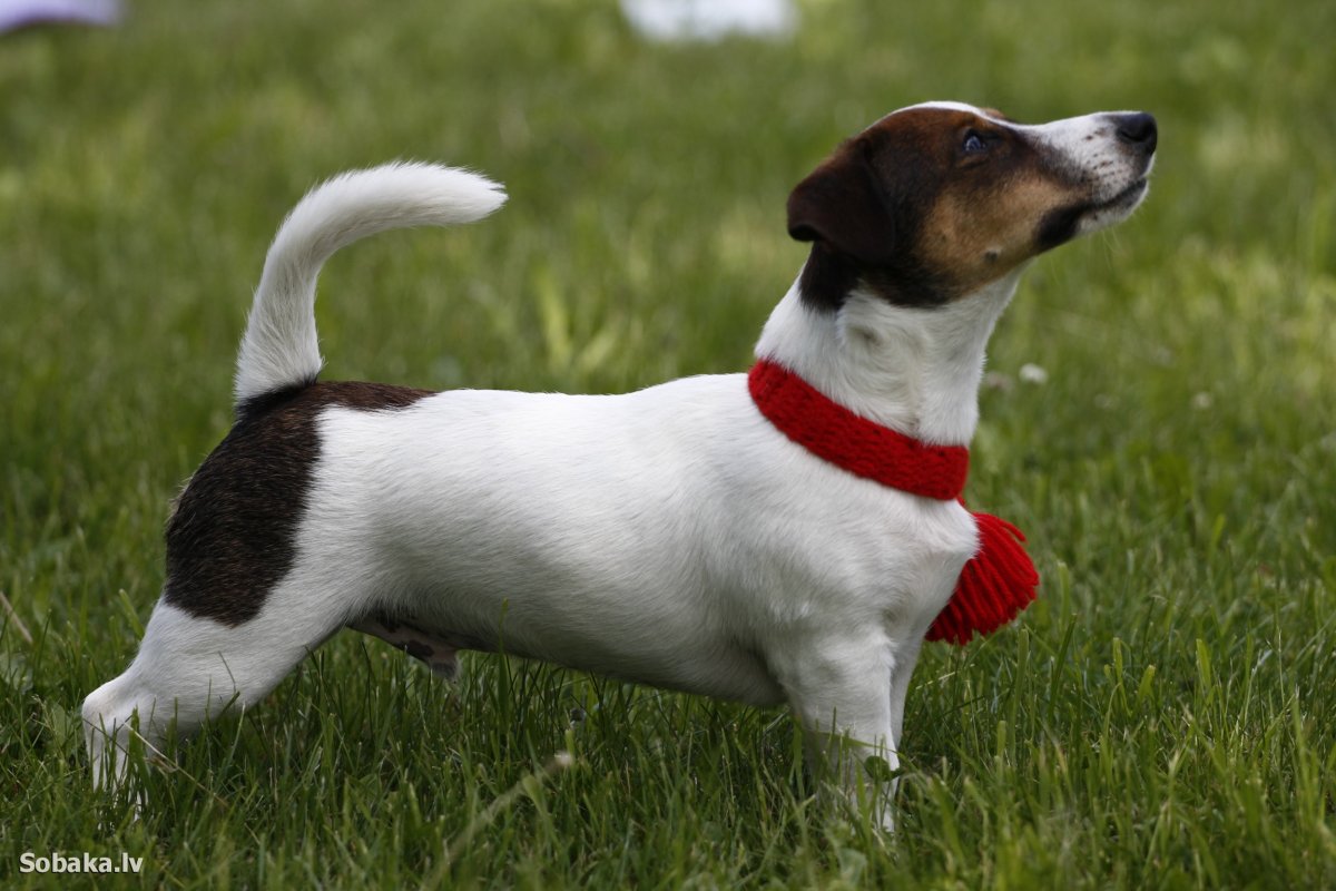 Американский Джек Рассел терьер