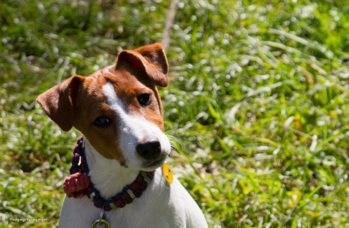Джек-Рассел-терьер взрослая собака