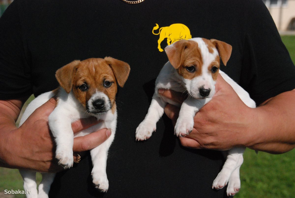 Курт Рассел с Джек Рассел терьер