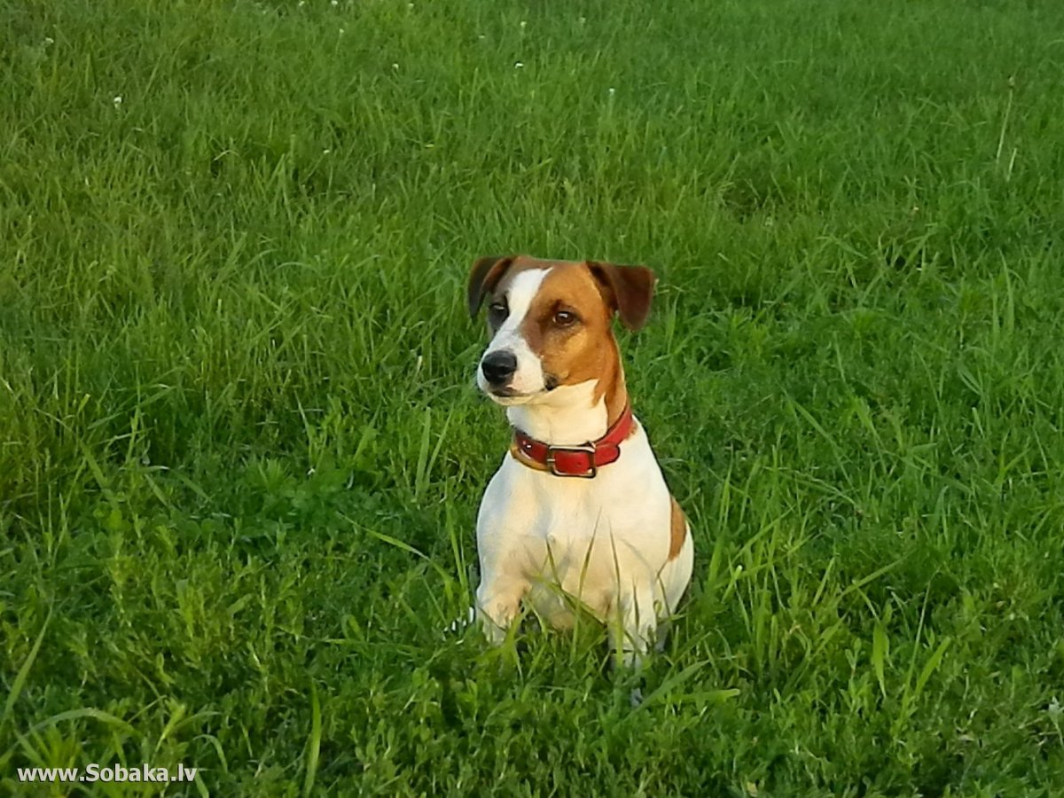 Джек Рассел терьер сука