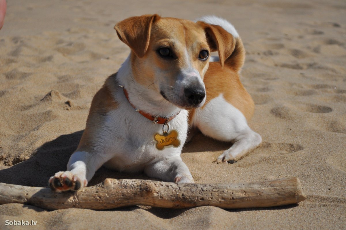 Курт Рассел собака