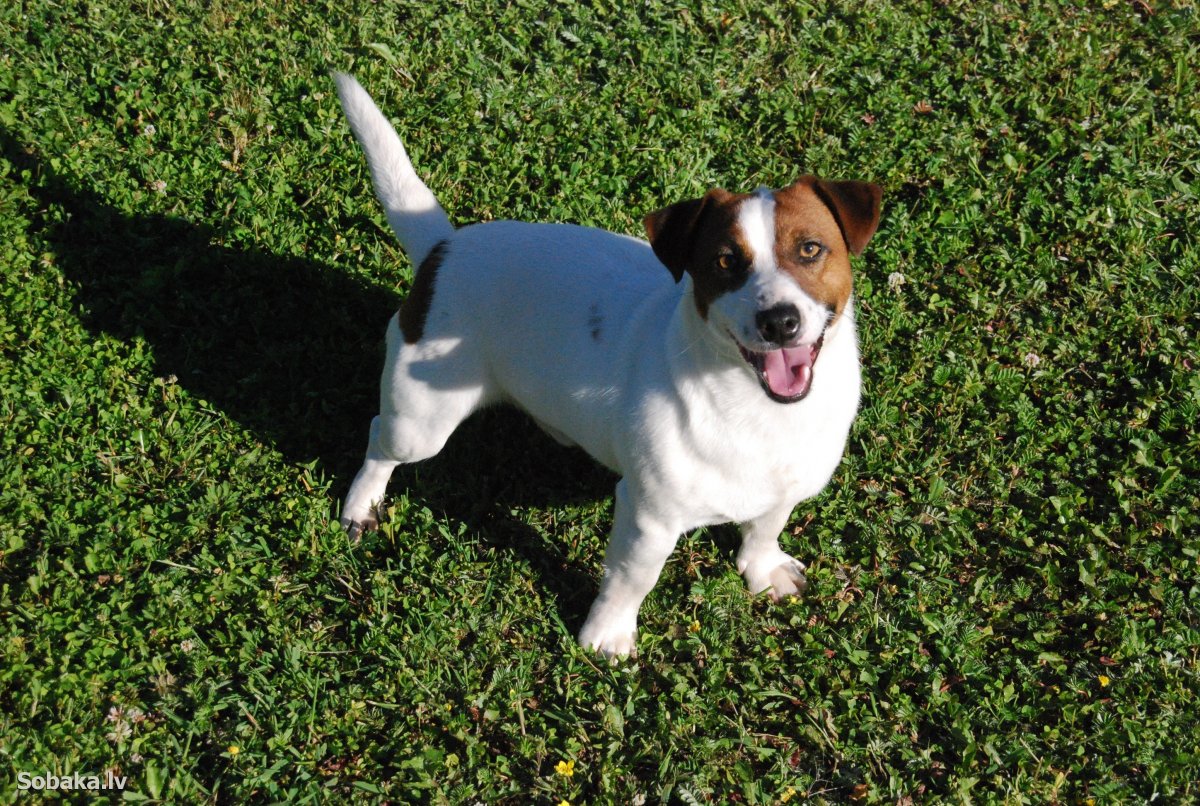 Порода собак Ричард Рассел