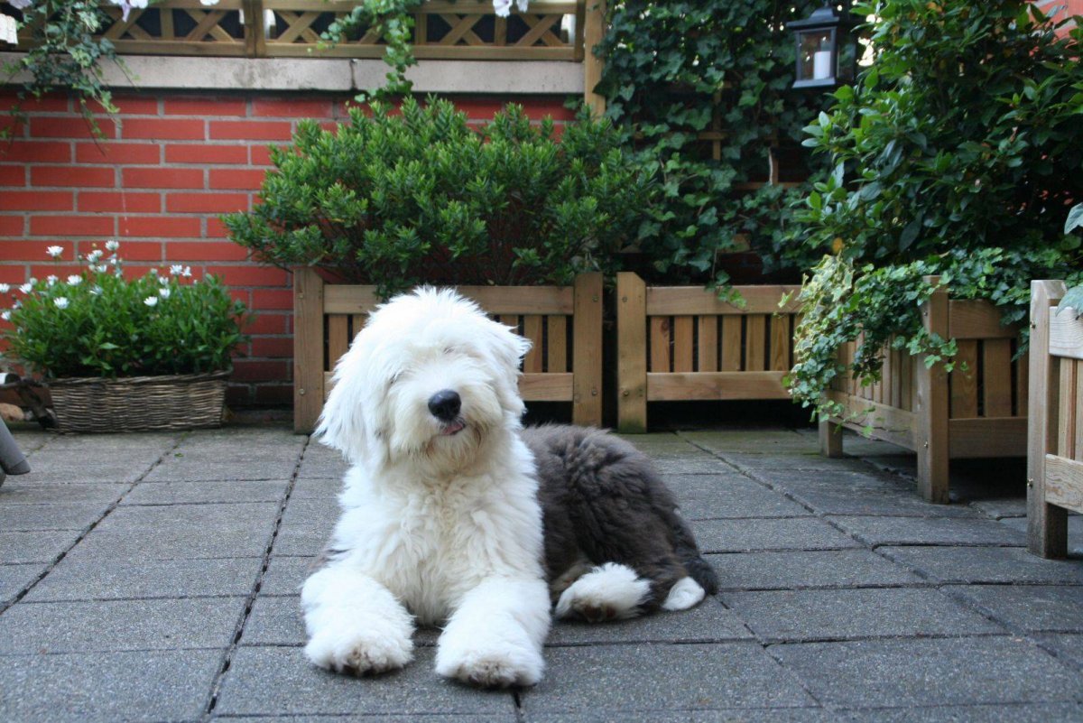 Порода собак староанглийская овчарка