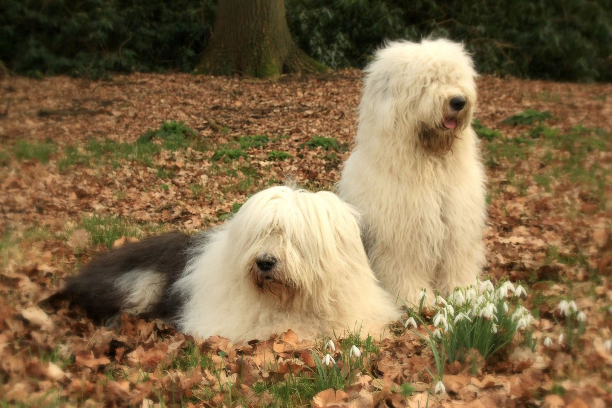 Староанглийская овчарка