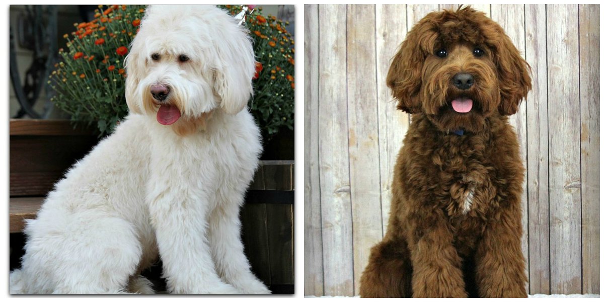 Звезда родилась собака