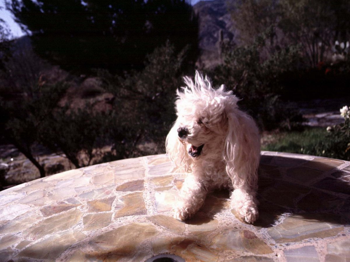 Швергцнаутер собака