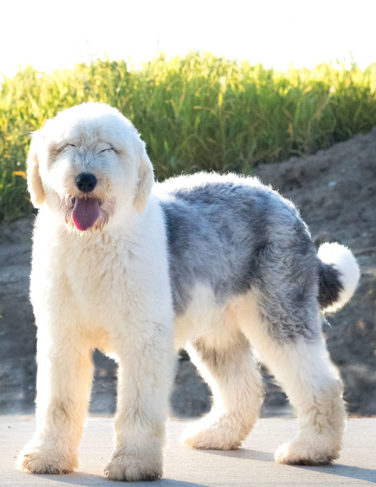 Sheepadoodle порода собак