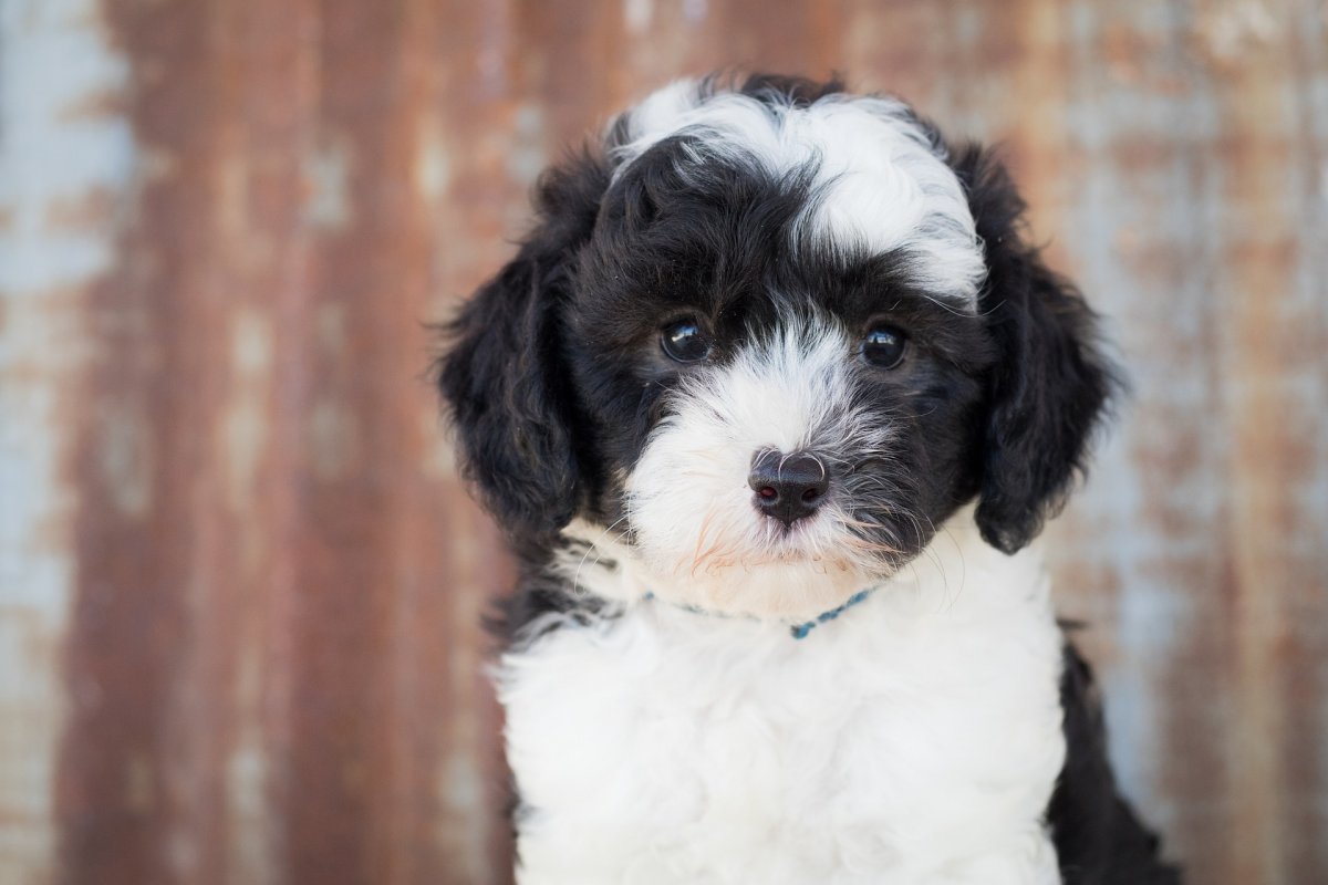 Sheepadoodle порода собак