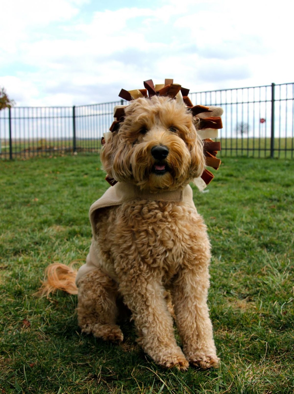 F1b Goldendoodle