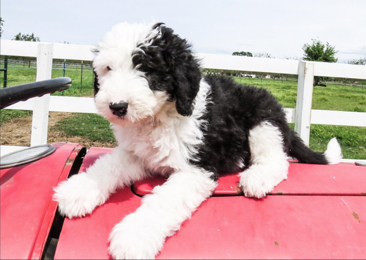 Порода собак Шепадудль