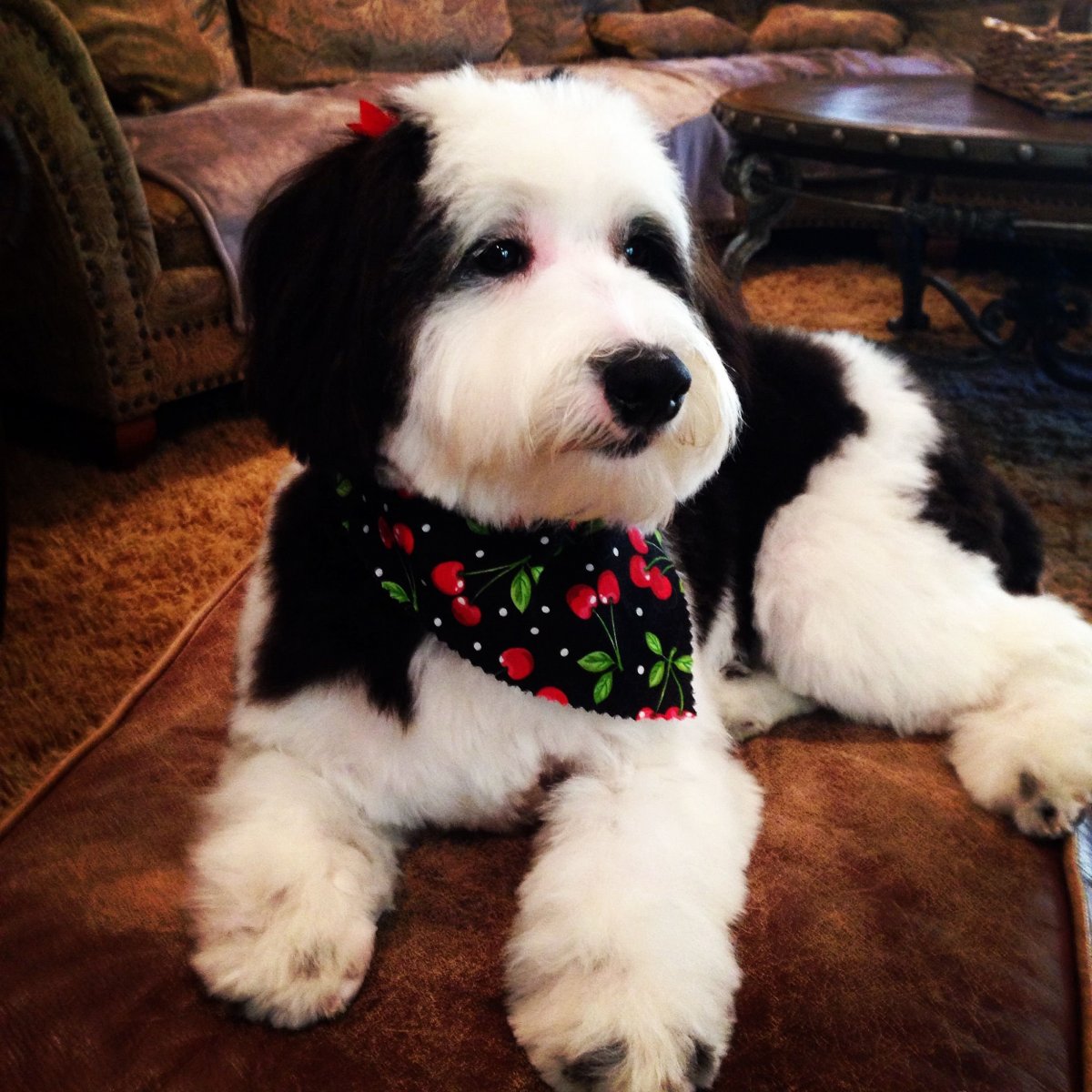 Sheepadoodle порода собак