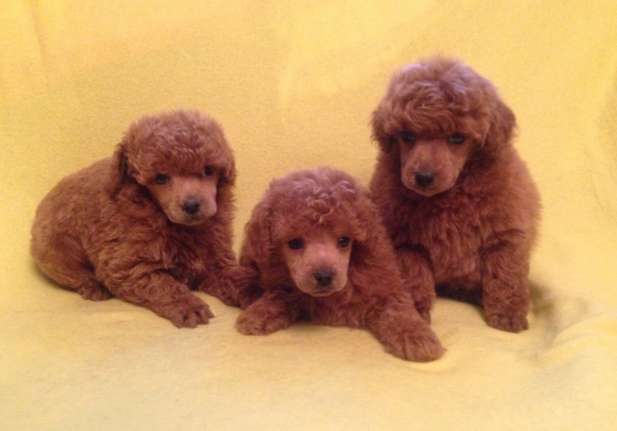 Той пудель Арлекин