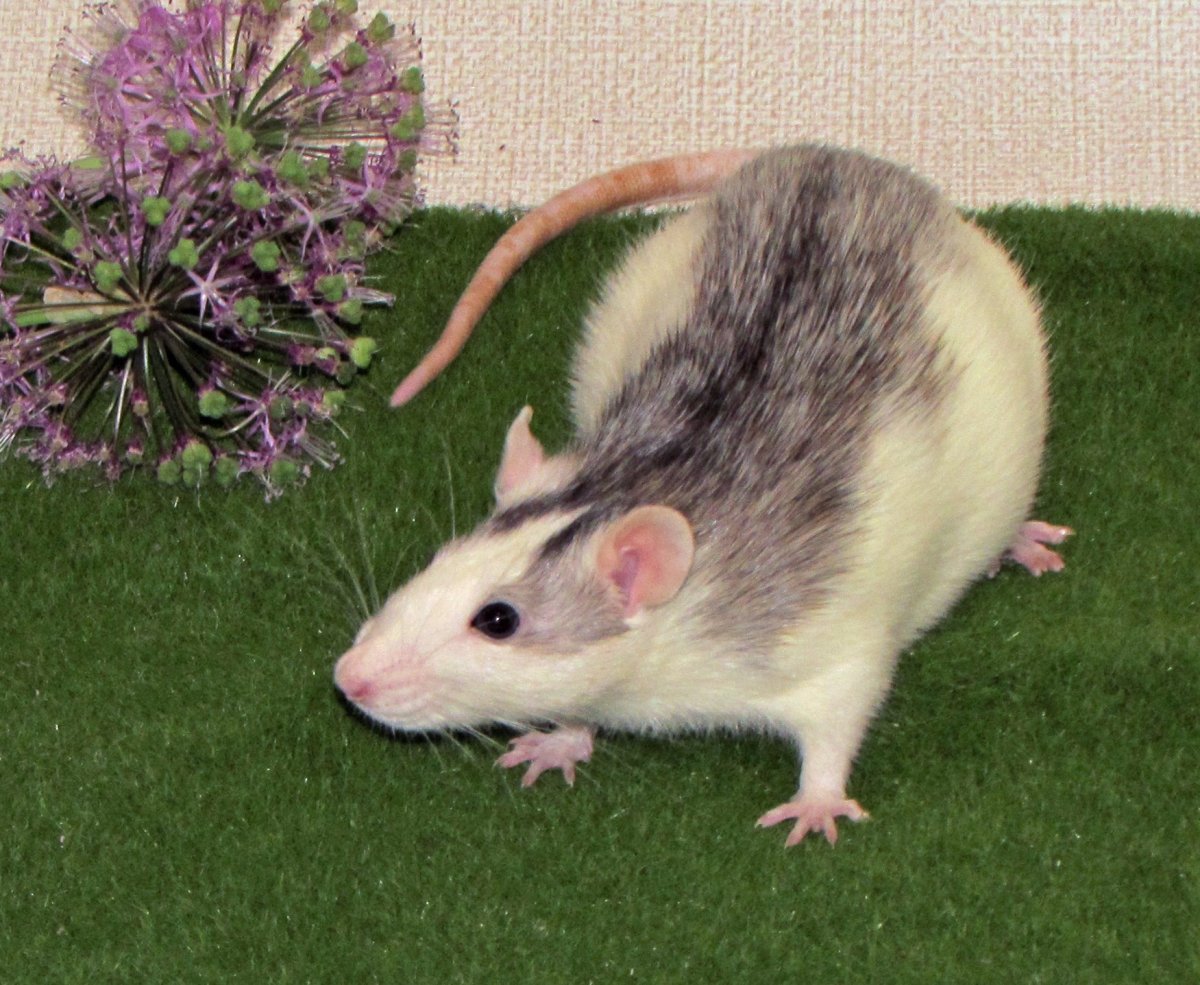 Крыса Дамбо хаски