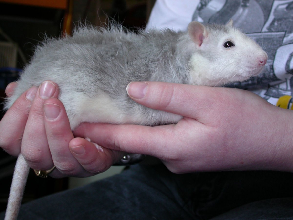 Крыса Блэк Дамбо