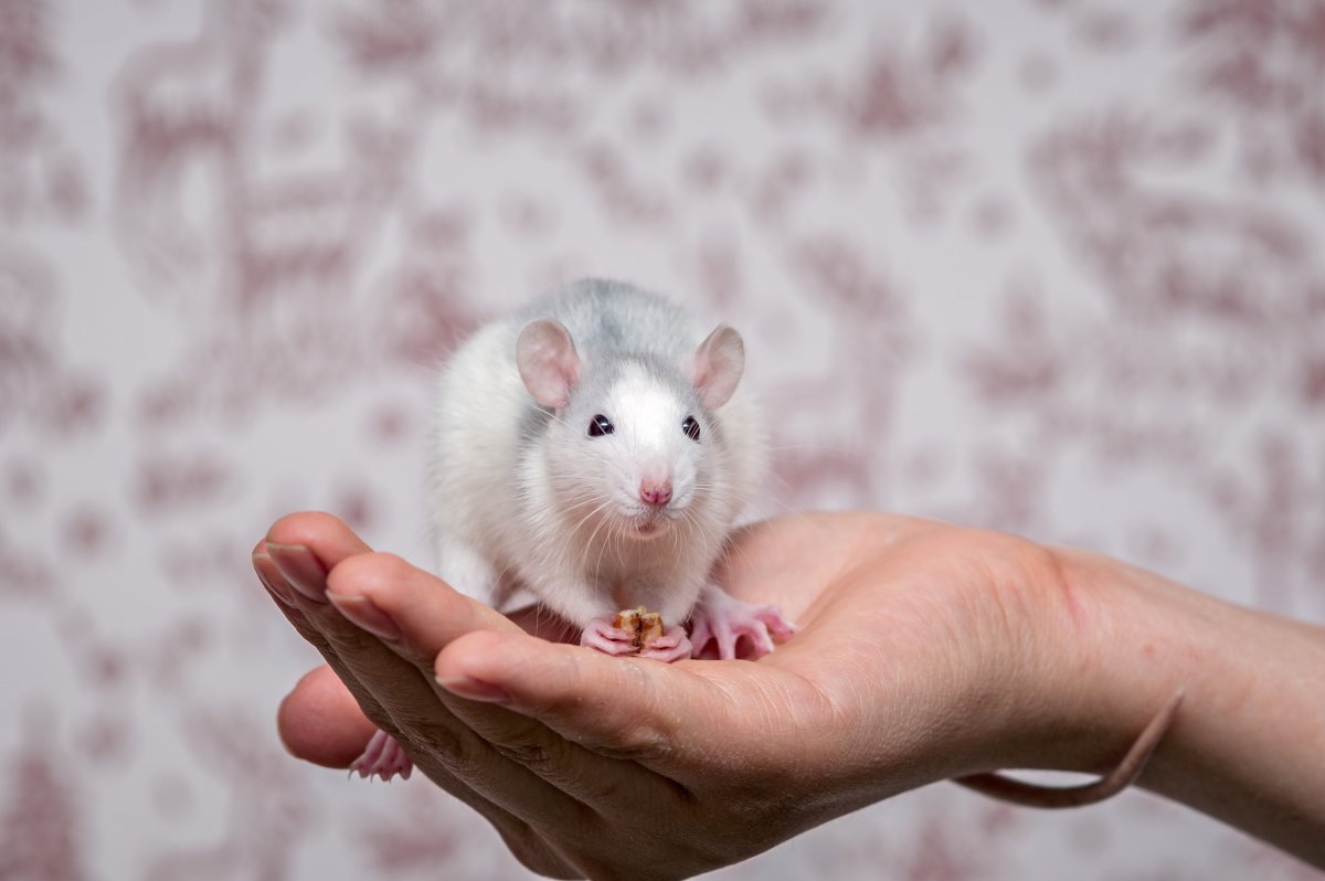 Крысы мальчики хаски