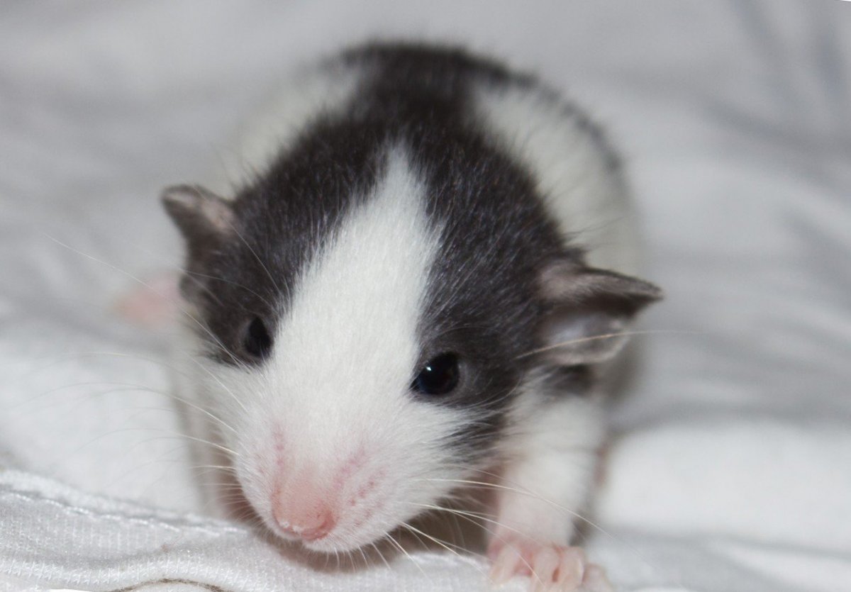 Крыса Дамбо хаски