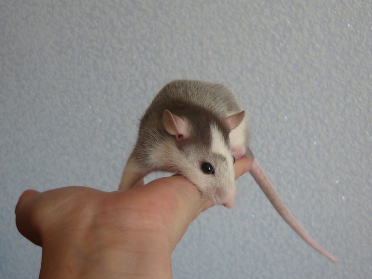 Крыса расцвета хаски