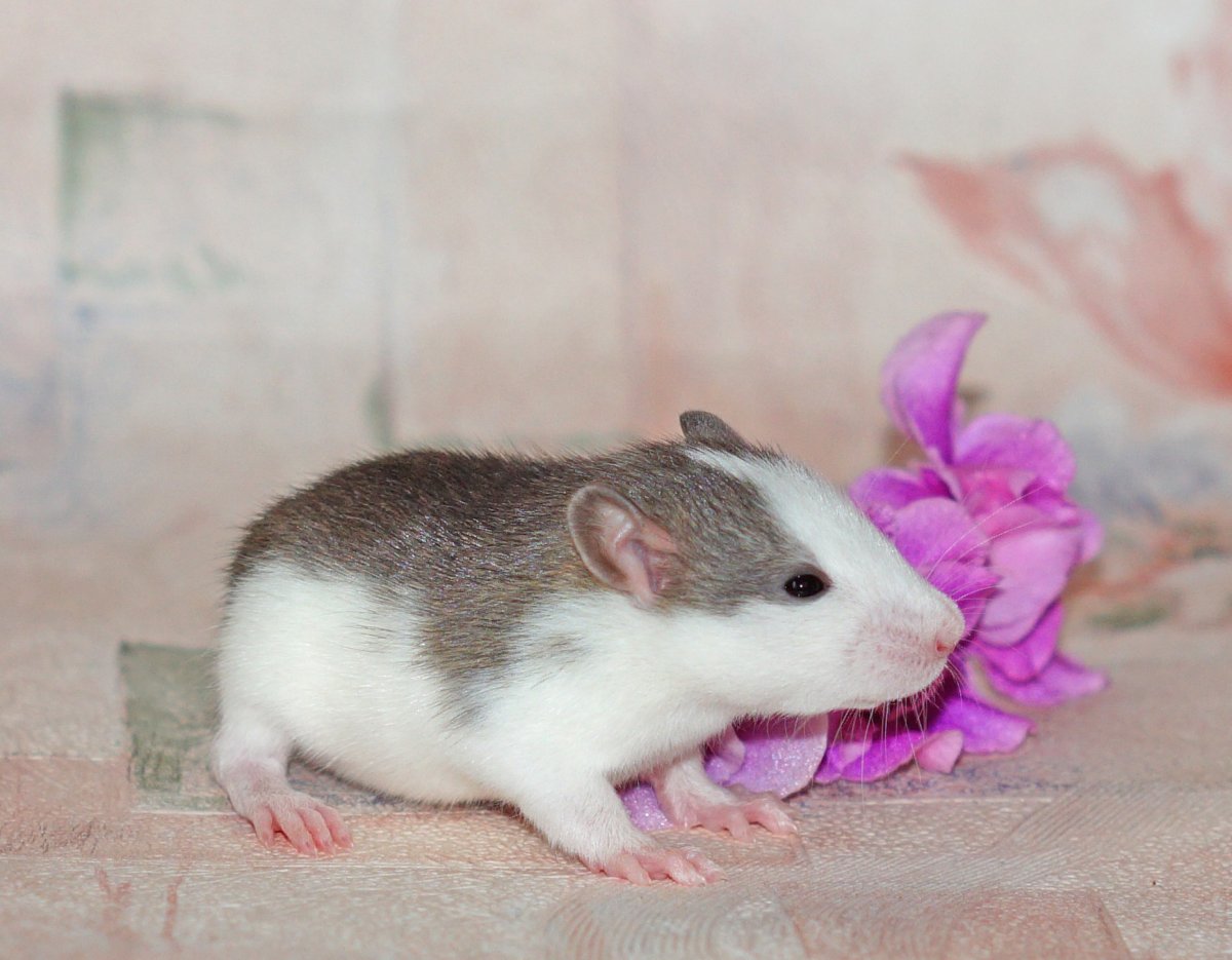 Крыса Дамбо хаски взрослая