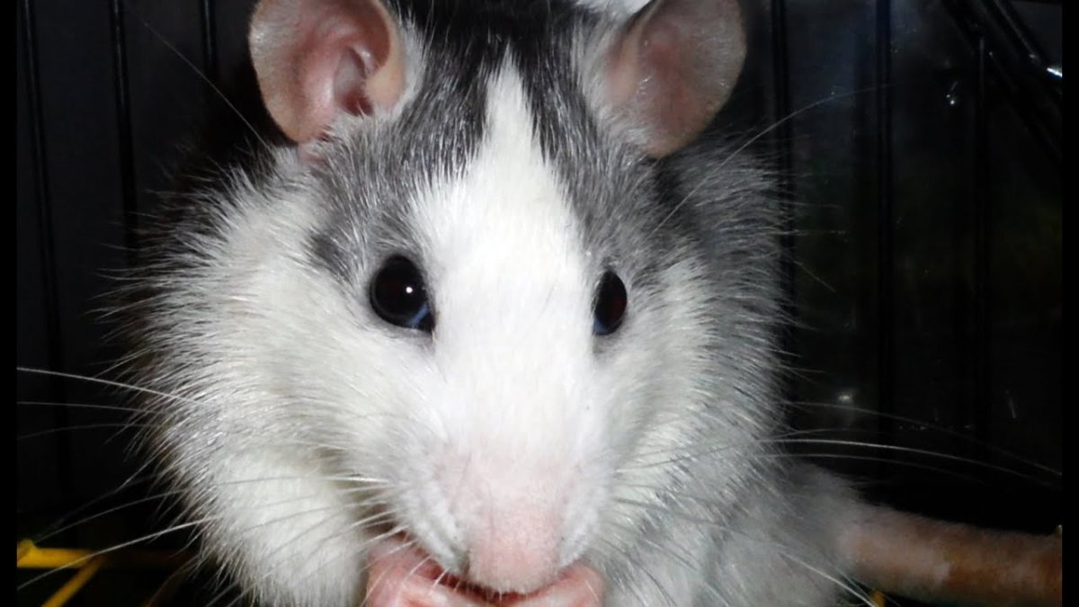 Крыса Дамбо хаски