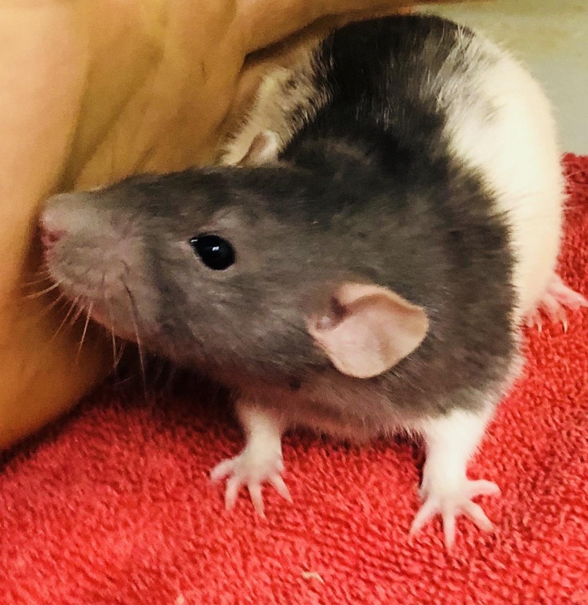 Крыса Дамбо окрас хаски