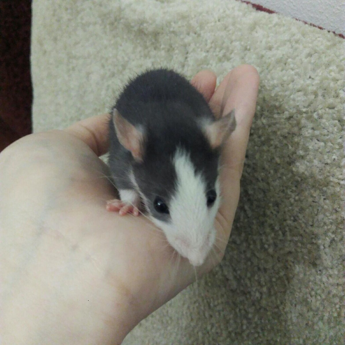 Необычные расцветки крыс