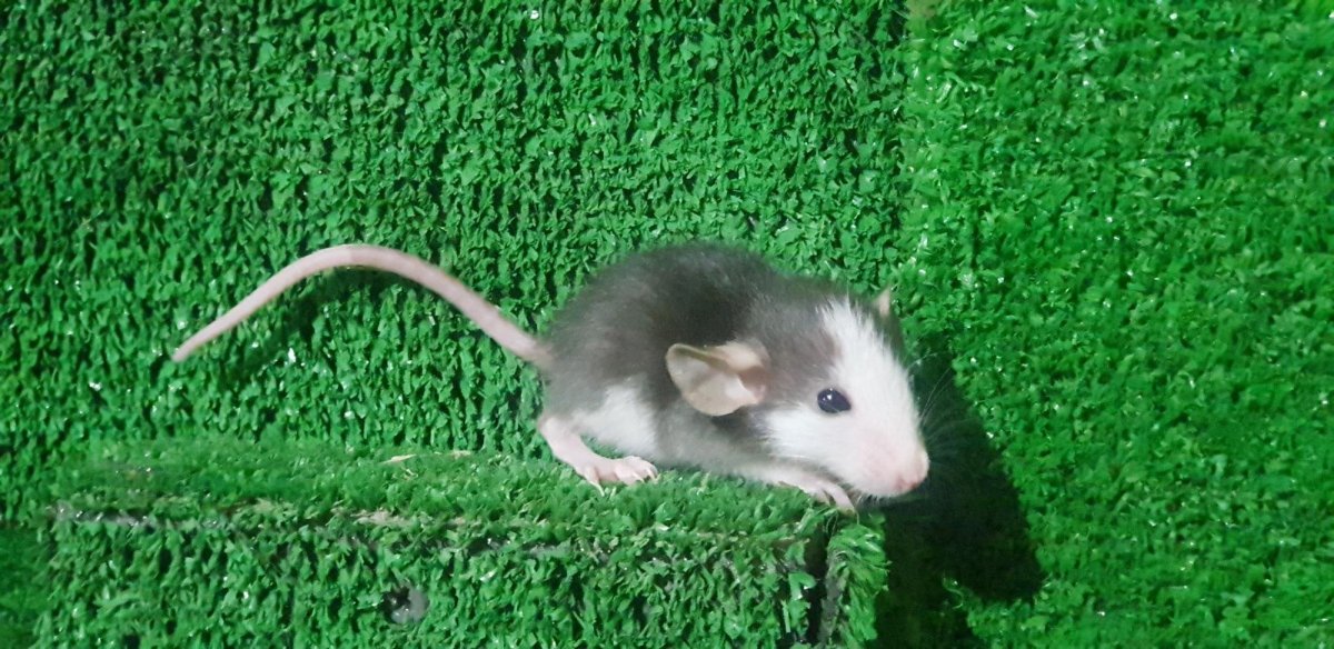 Расцветки декоративных крыс