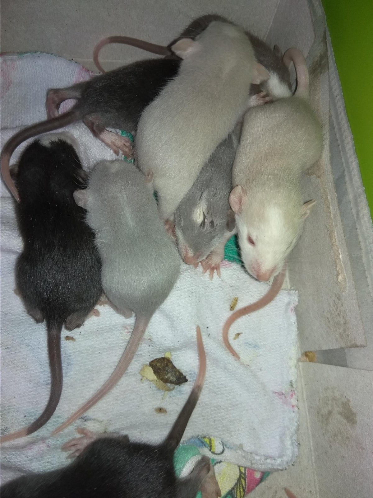 Крыса хаски